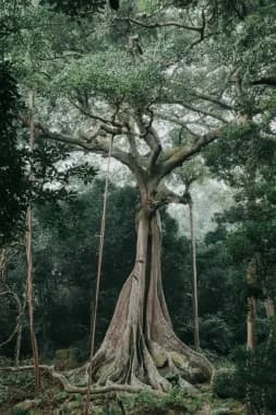 SON TRA WILDLIFE & ANCIENT FOREST DISCOVERY