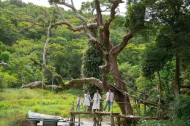 TOUR TREKKING SƠN TRÀ: THẤT ĐẠI CỔ THỤ – HẢI ĐĂNG TIÊN SA